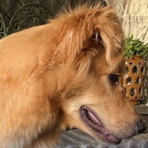 Meet your Posher, Ben